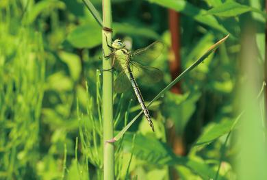 アオヤンマの写真