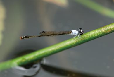 コフキヒメイトトンボの写真