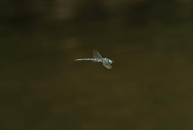 オオルリボシヤンマの写真