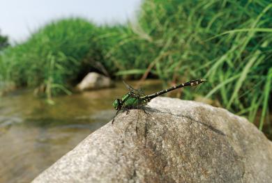 アオサナエの写真