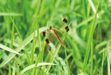 ミヤマアカネの写真