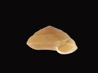 チクヤケマイマイの写真